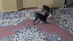 Русский той терьер питомник Ювелирная Игрушка