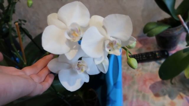 Новости с подоконника ОКТЯБРЬ 2019 / Поливаю орхидеи и борюсь с мошками смотреть онлайн