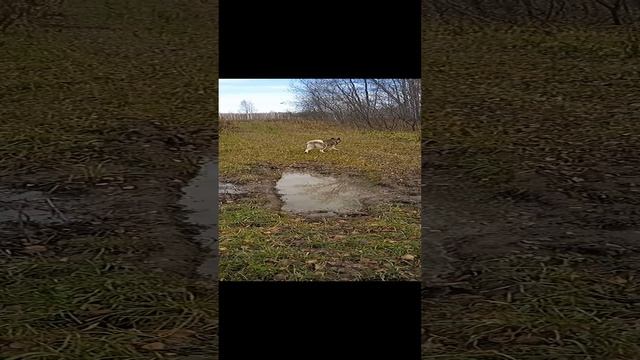 Моя хулиганка