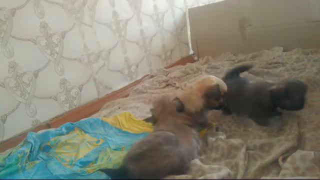 Щенки Пекинеса