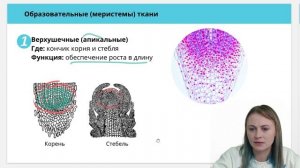 Образовательные ткани растений | Меристемы | Биология ЕГЭ