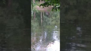Здоровая щука в кузьминском пруду