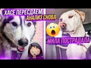 Что случилось с Милой Хасе пересдаем анализ. Арина зажигает кошки в восторге