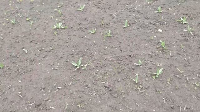 Малина и сидерат горчица. Как я борюсь с сорняками