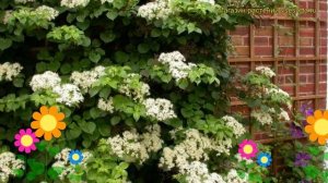 Гортензия черешковая. Краткий обзор, описание характеристик, где купить саженцы hydrangea anomala