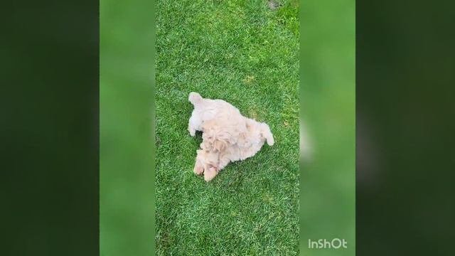 😂😂😂Мальтипу Ф1🐶🔥 ☎️89253061014 #maltipoopuppy #щенкимальтипу #maltipoo #мальтипу #мальтипушка