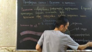Гистология. Клеточный дифферон. Симпласт и синтиций. Клеточная популяция. #2