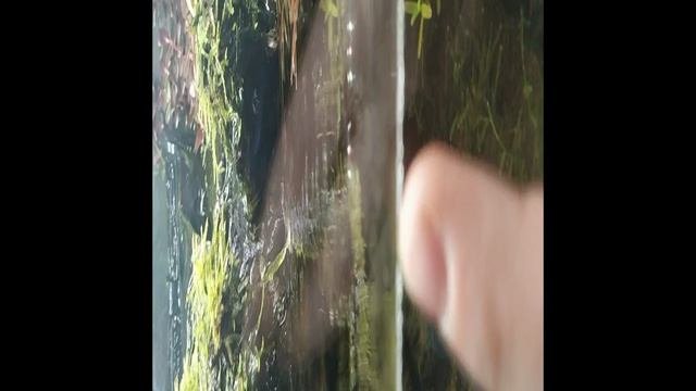 Аптекарский огород