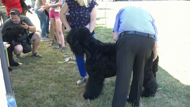 Виставка собак. Великі породи. Івано-Франківськ 2018 смотреть онлайн