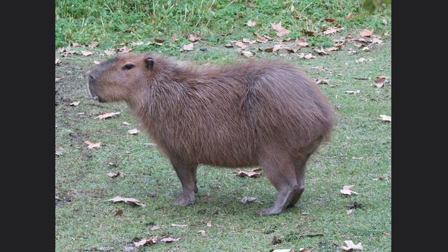 полная песня капибара капибара
