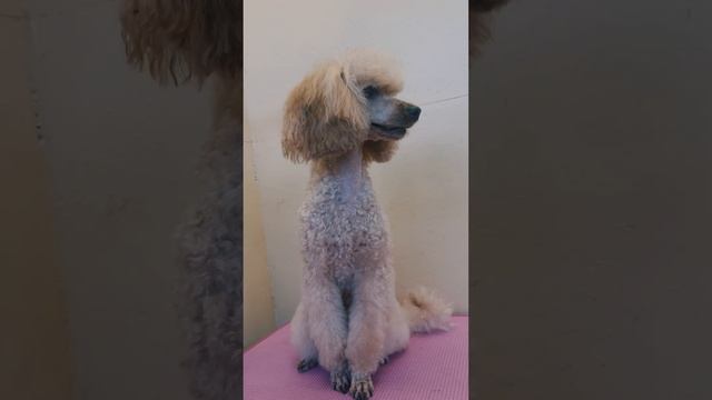 Стрижка пуделя модерн смотреть онлайн