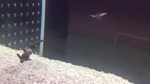 Морские черепахи вылупляются из яиц / Turtles hatching
