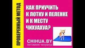 Как приучить к лотку или пеленке чихуахуа?