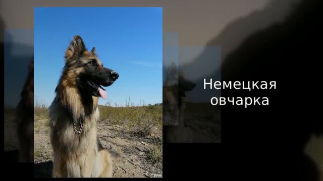 ТОП 10 самых красивых пород собак
