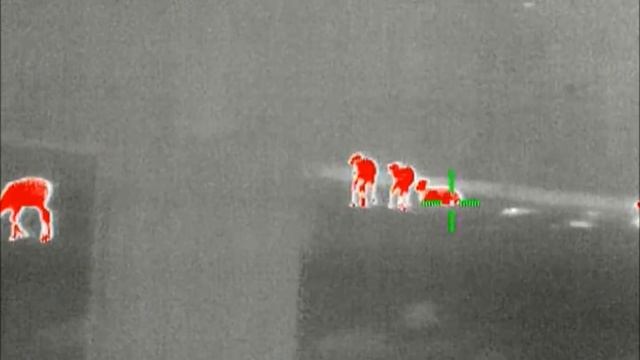 Termovize Night Pearl IR510SE - "Výběh/Daněly" (www.fotomalek.cz) смотреть онлайн