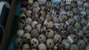 Инкубация перепелиного яйца в инкубаторе Блиц 120