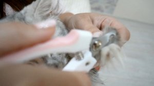 Как подстричь когти Мейн куну!\How to clip the nails of a Maine Coon!