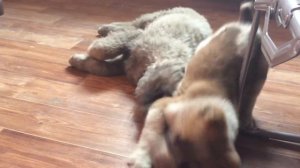 Кавказец против алабая щенки