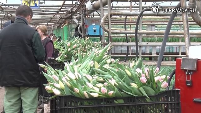 Махровые, двухцветные и классические. Тысячи тюльпанов вырастят для ульяновских женщин