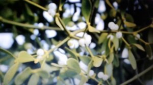 Омела белая - лечебные свойства и противопоказания.