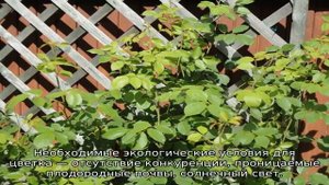 Почему не цветет роза