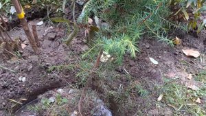 Осеняя посадка можжевельника  обыкновенного. Небольшой обзор.