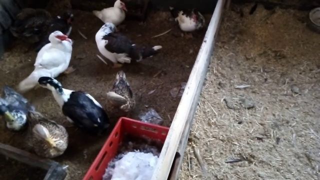 Вытяжки в нашем сарае. смотреть онлайн