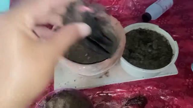 How to grow 4o'clock (Mirabilis Jalapa) summer flowering plant from bulbs and seeds смотреть онлайн