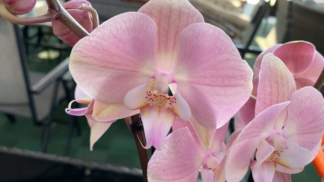 Завоз орхидей с изюминкой в Оби 6 марта 2021 г. ))) Спасибо вам ,работники Оби, за праздник!!!! смотреть онлайн