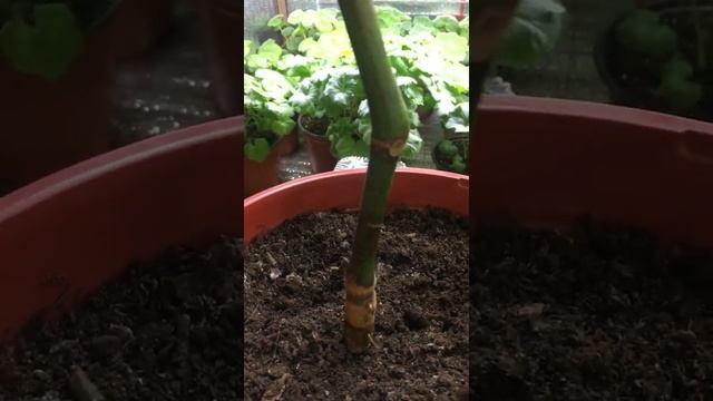 Обрезка и формировка коралловой бегонии смотреть онлайн