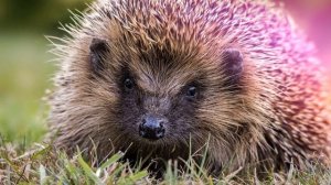 Звуки ежа: какие звуки издаёт ёжик?