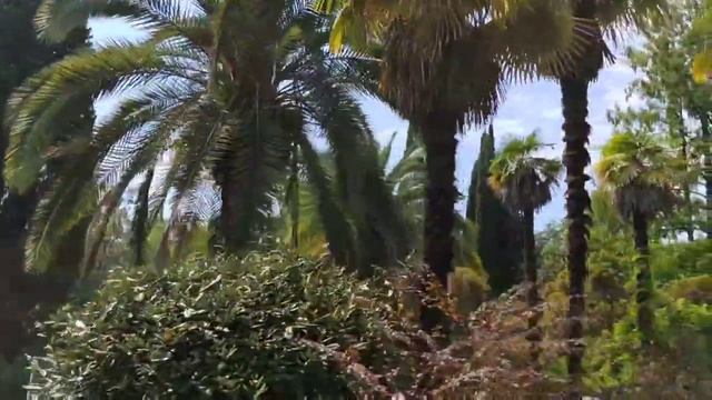 Сочинский дендрарий (город Сочи) - видео обзор. Sochi Arboretum (Sochi city) - video review. смотреть онлайн