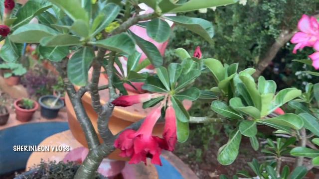 Top Tips To Grow Adenium 🌸|Grow Adenium from Seeds|Desert Rose |அடீனியம் செடி விதையிலிருந்து வளர смотреть онлайн
