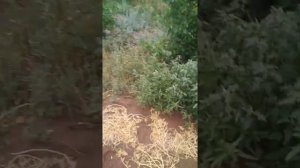Скелет Вася 2 часть