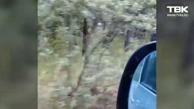 Мусор в лесу Сосновоборска смотреть онлайн