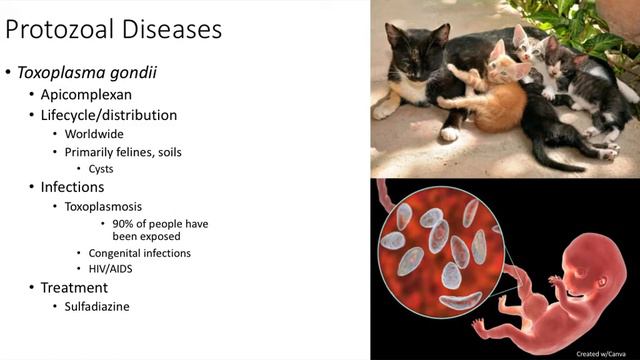 Protozoal Diseases-Chapter 20 смотреть онлайн