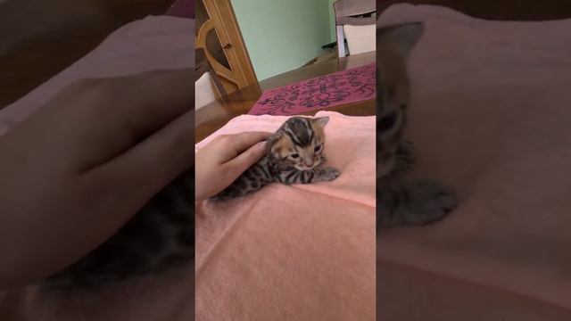 Бенгальский котенок девочка 3,13 дней смотреть онлайн