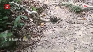 Удушающая схватка кобры и питона