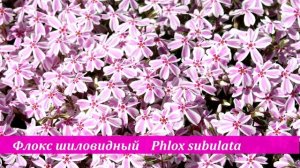 15 БОРДЮРНЫХ Многолетников - ЦВЕТУТ  Пышными ШАПКАМИ / Посадите их Вдоль Дорожки - Не ПОЖАЛЕЕТЕ!