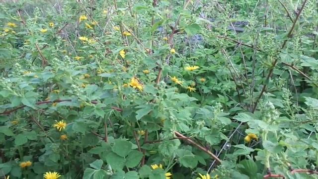 Ежевика.Чем Подкормить Ежевику чтобы она зацвела на неделю раньше. смотреть онлайн