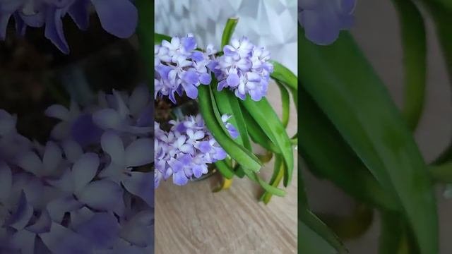 Ринхостилис, домашнее цветение, 4 цветоноса