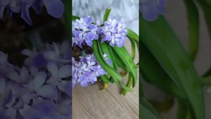 Ринхостилис, домашнее цветение, 4 цветоноса