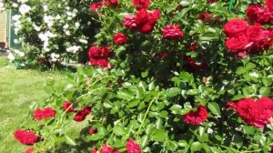 Мой Розовый Сад 2022г. Гранд Эвод плетистая роза.