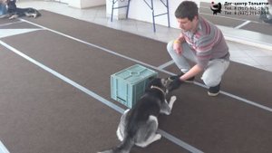 Кирилл и хаски Фрея. Занятие в группе (общий курс дрессировки). Тольятти, 6 января 2019.