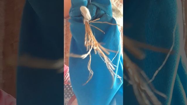 Баба Яга знакомится с подписчиками