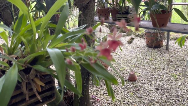 Orchid Garden Update, Evening Walk, Found something Amazing!!! 🥰 To be continued 🙌 смотреть онлайн