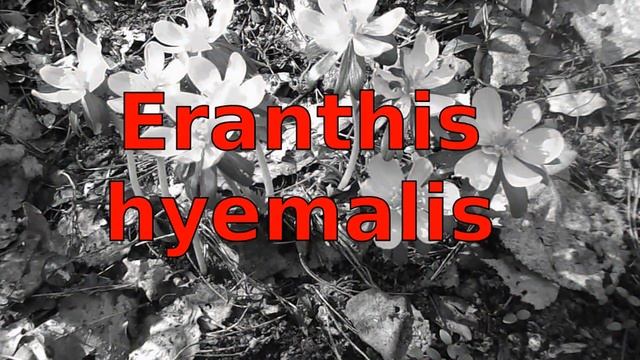 Winterling ( Eranthis hyemalis ) - Kultivierung und Pflege смотреть онлайн