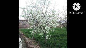 Кобил кори  -  Имам Азам Абу Ханифа