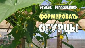 Формирование.огурцов. Партенокарпические огурцы.