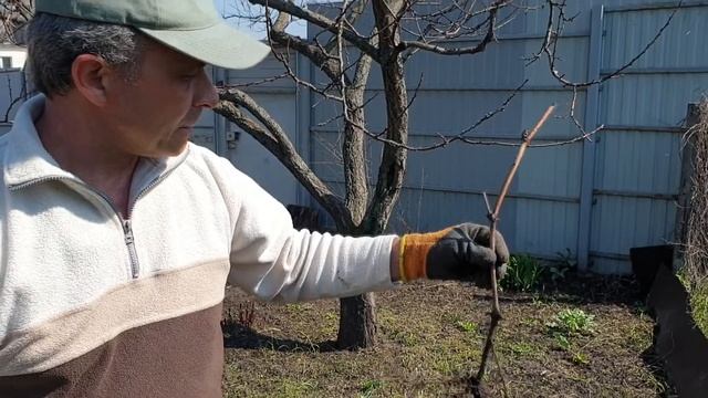 Посадка винограда размноженного отводком от материнского куста. Размножение винограда.